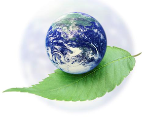 globe leaf